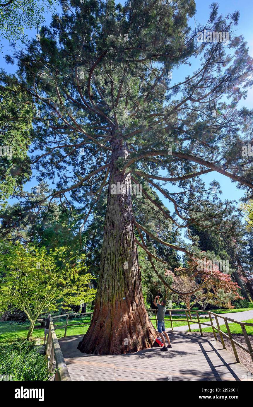 Sequoia gigante (Sequoiadendron giganteum), anche sequoia di montagna, Mainau Island, Lago di Costanza, Baden-Wuettemberg, Germania Foto Stock