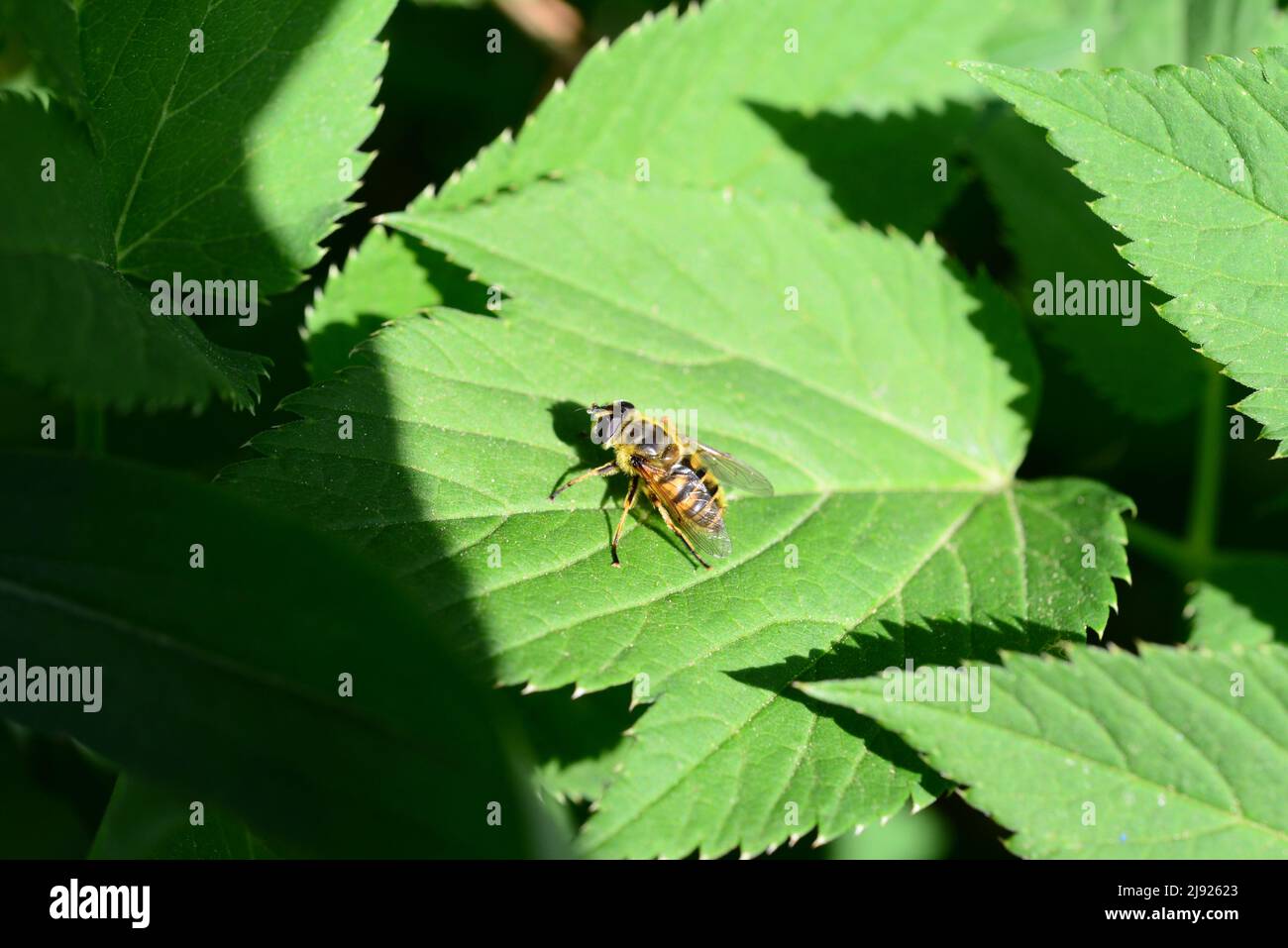 Hover vola su una gren foglia di cavolo come un primo piano Foto Stock