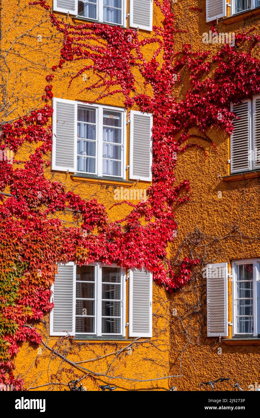 Cortile interno con condomini gialli, Borstei, patrimonio immobiliare protetto, quartiere Moosach, Monaco, Baviera, Germania Foto Stock