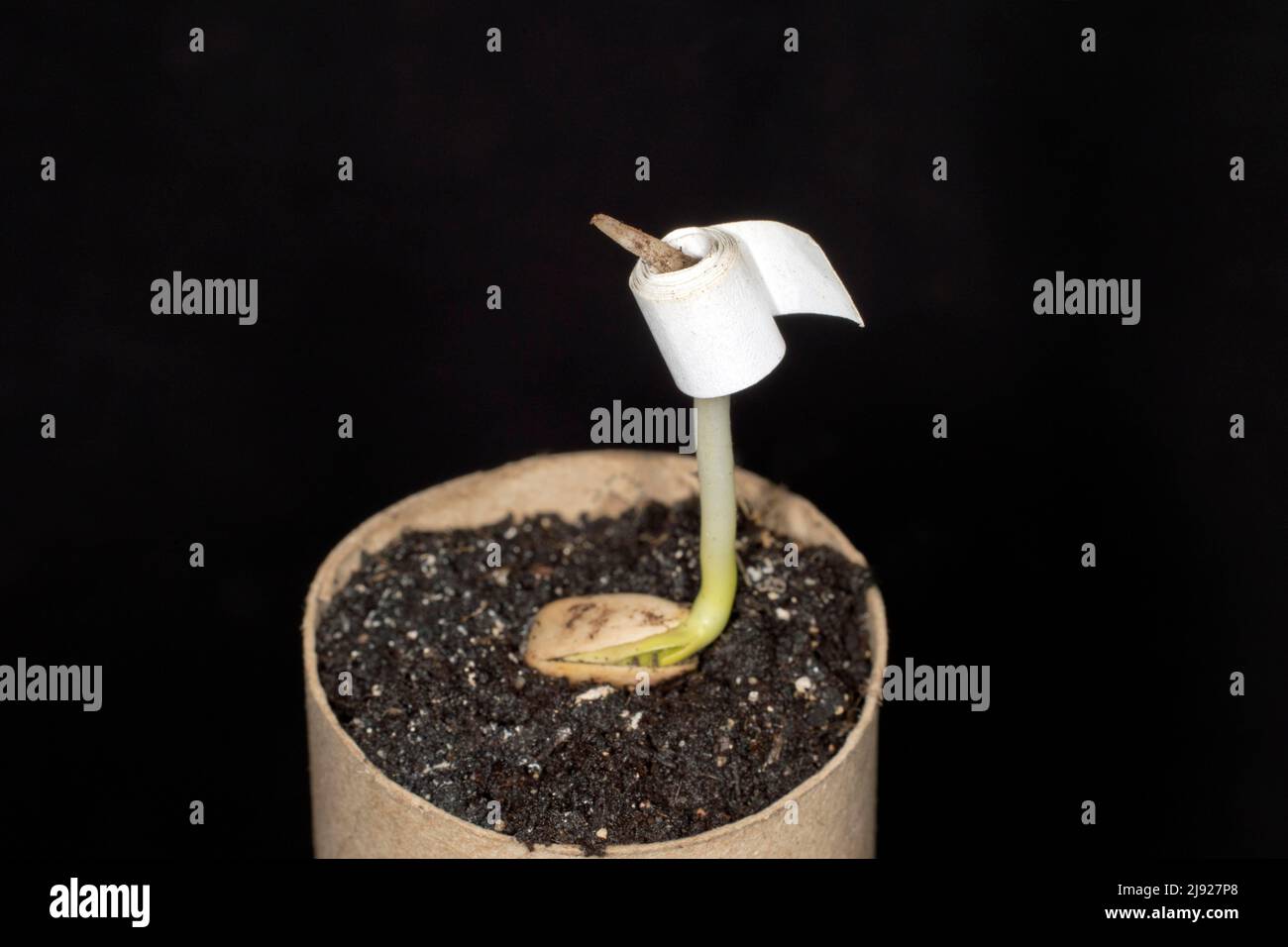 Foto divertente, tentativo di crescere carta igienica, fotografia di studio con sfondo nero Foto Stock