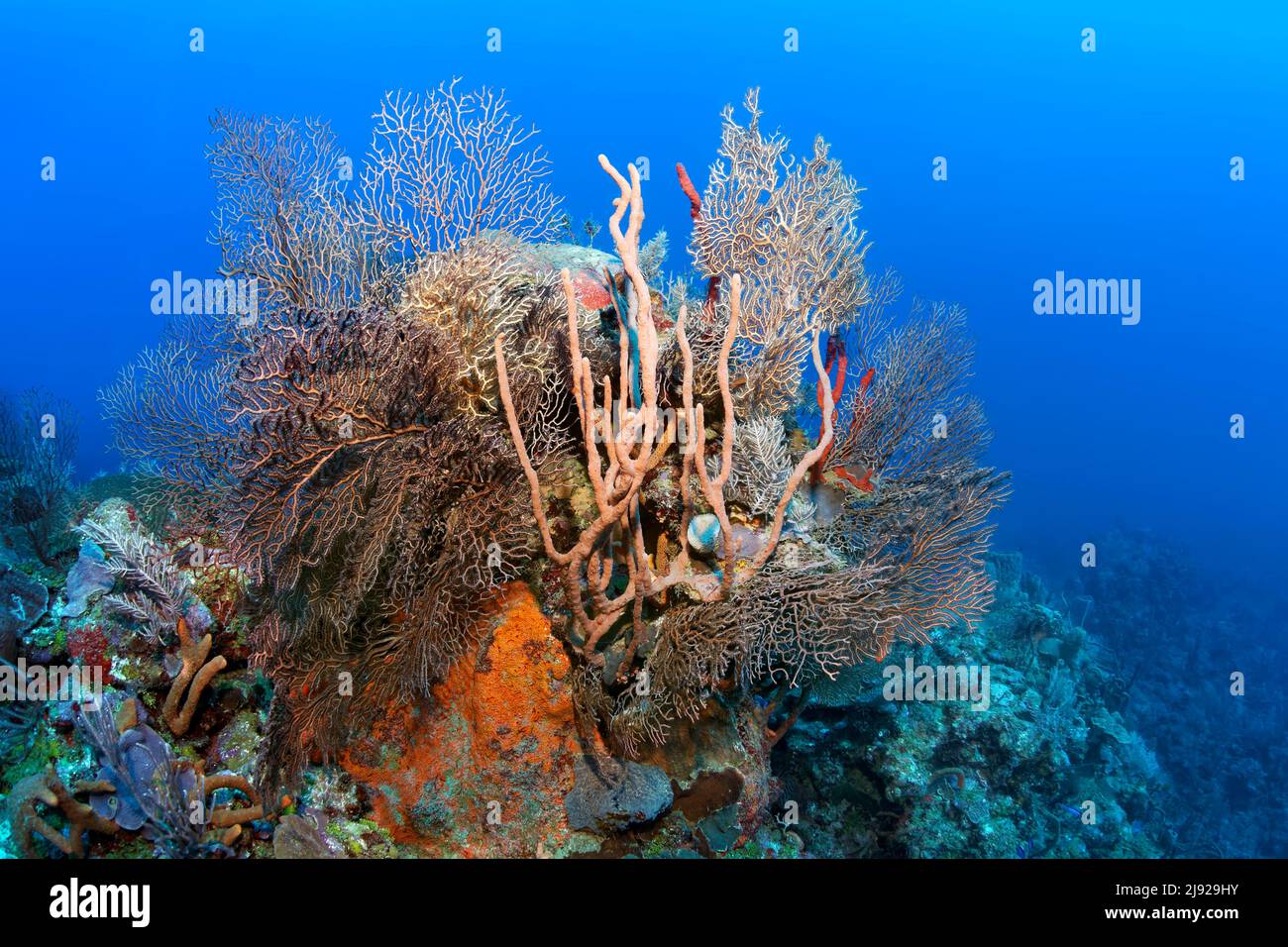 Blocco di corallo con mare profondo, ventilatore del mare nero (Iciligorgia schrammi), spugne varie e coralli, Mar dei Caraibi, Santiago de Cuba, Santiago de Cuba Foto Stock