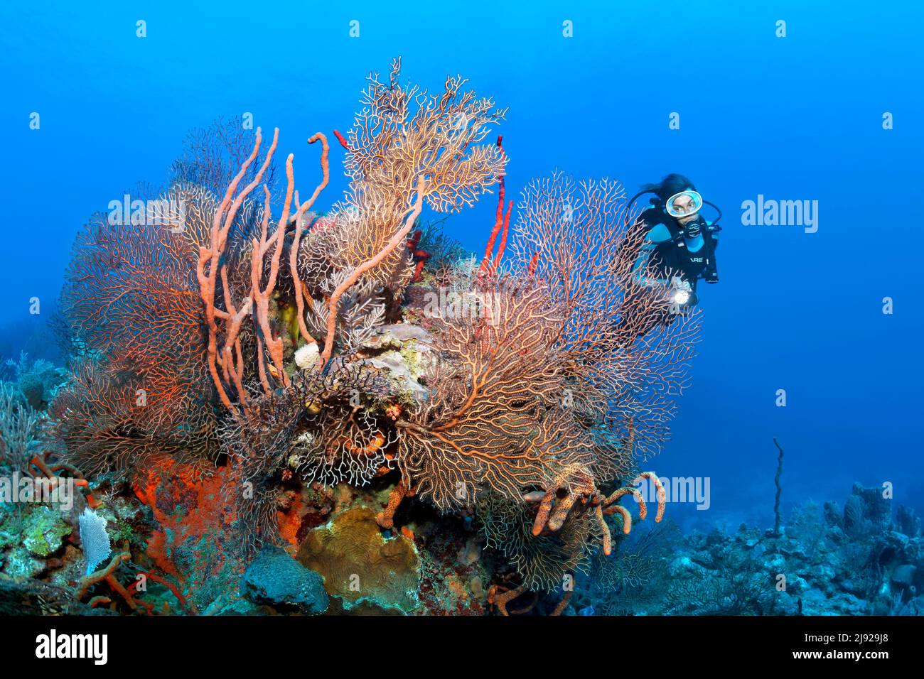 Subacqueo che guarda il blocco di corallo con il mare nero profondo ventilatore (Iciligorgia schrammi), varie spugne e coralli, Mar dei Caraibi, Santiago de Cuba Foto Stock