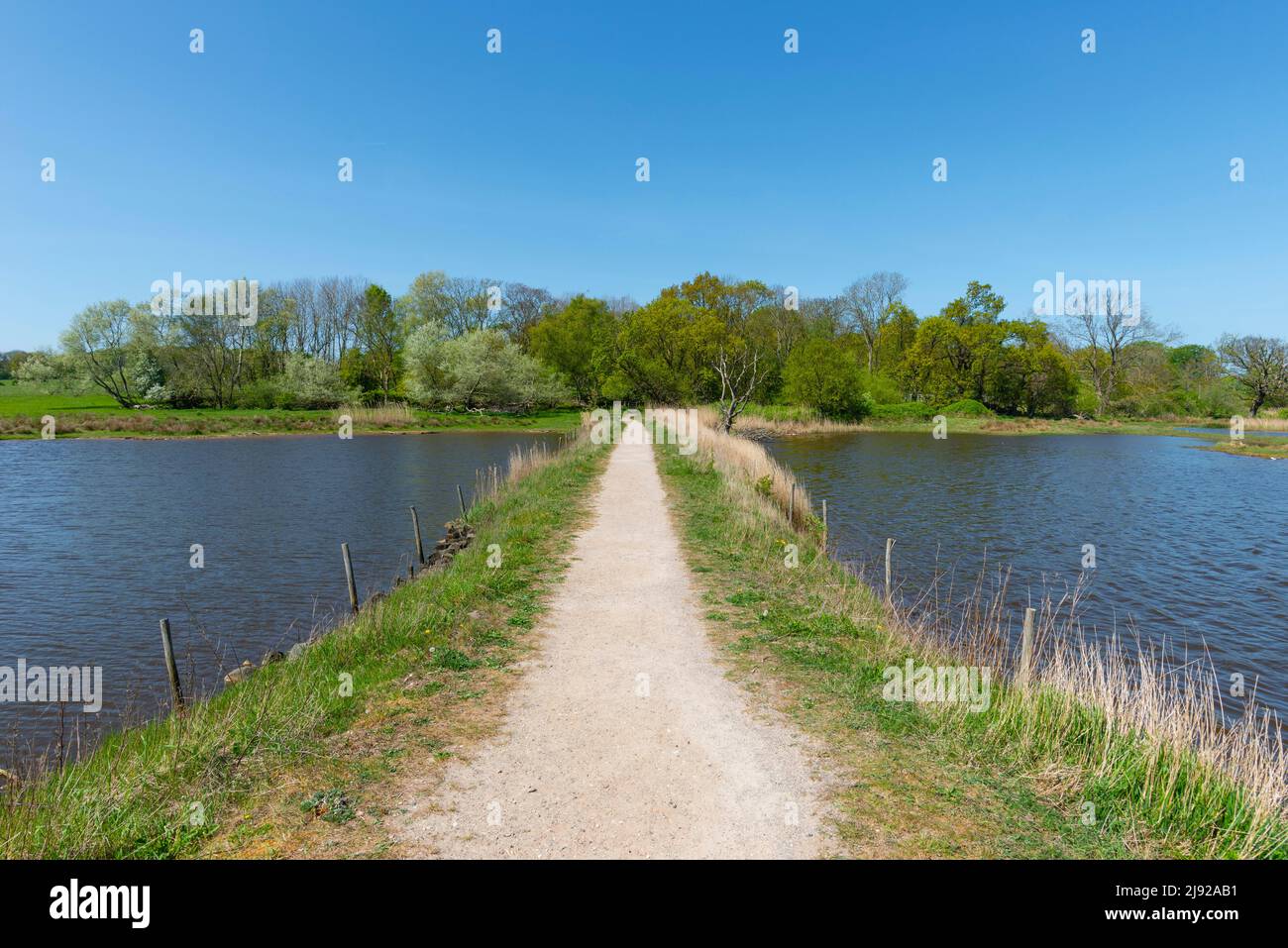 Zona coperta da acqua, riserva naturale, NSG Geltinger Birk, Nieby, Flensburg Fjord, Mar Baltico, foresta, sentiero, cielo blu, pesca paesaggio, molla Foto Stock