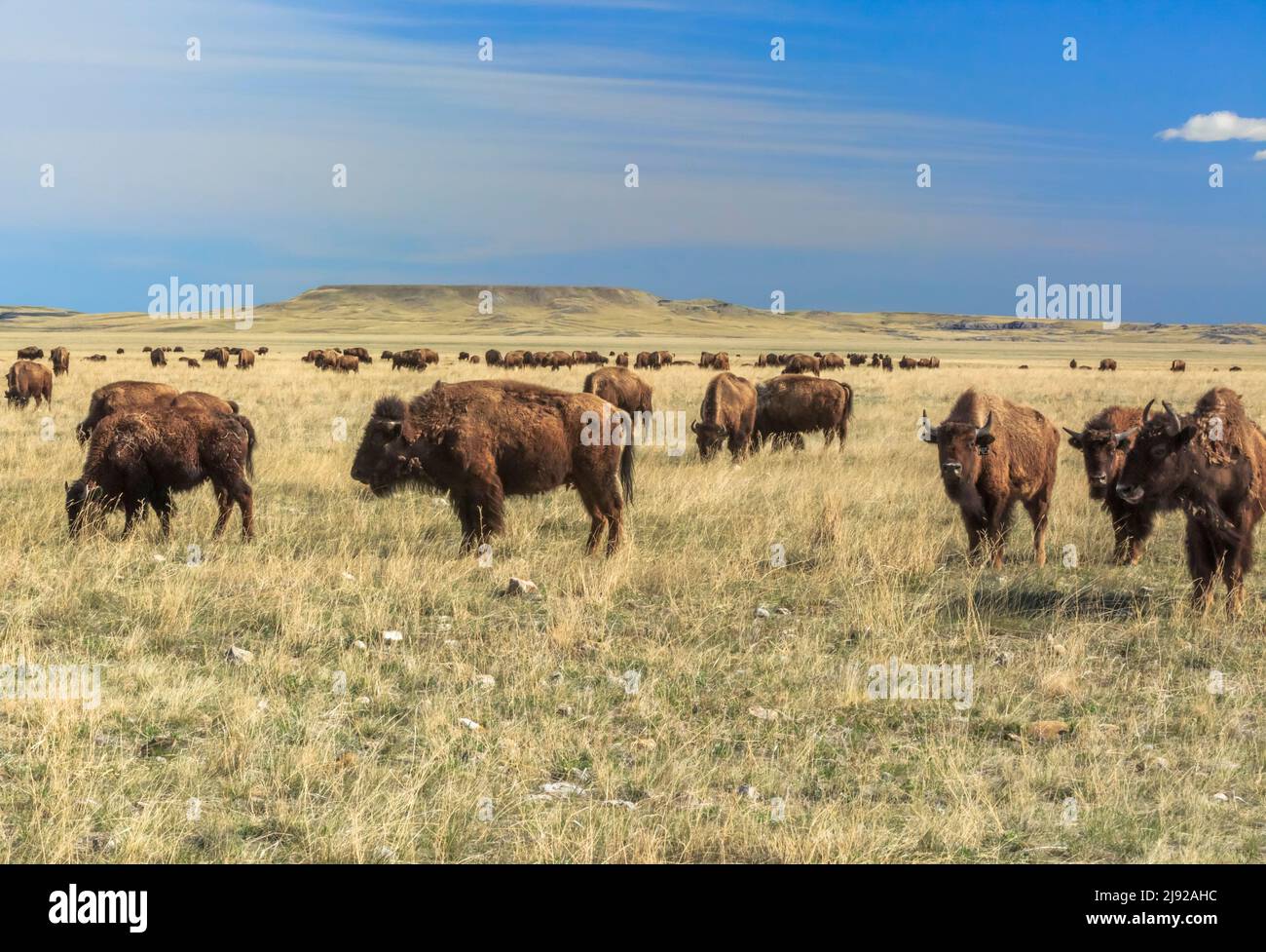 buffalo (bisonte) mandria su prateria ranch terra vicino choteau, montana Foto Stock