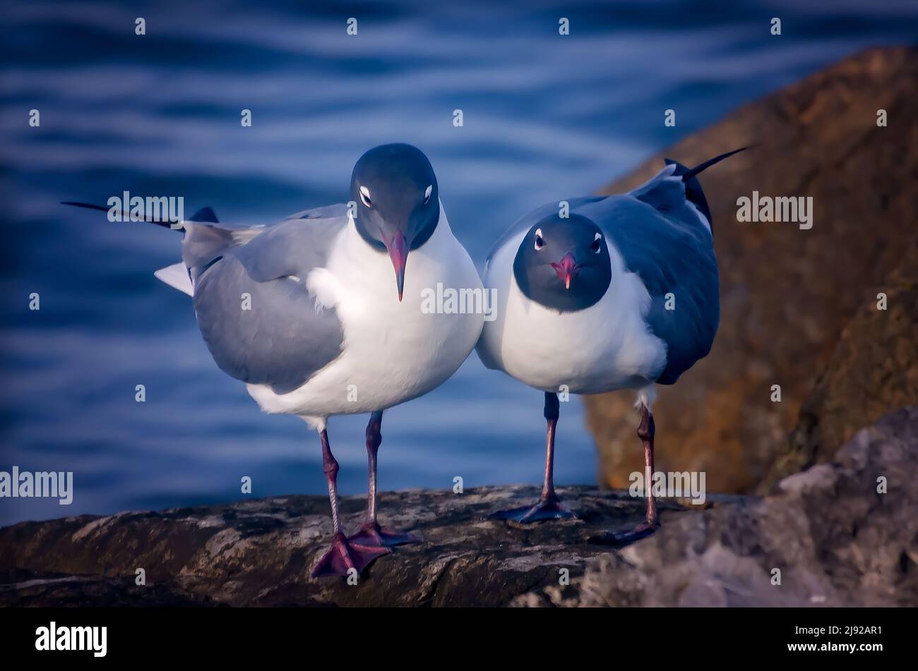 Ridendo i gabbiani (Leuchaeus atricilla) in plumage di allevamento stand su un molo di roccia, 28 aprile 2022, a Dauphin Island, Alabama. Foto Stock