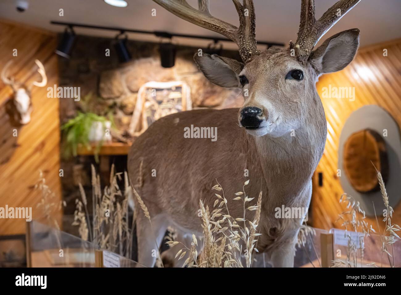 Mostra di cervi dalla coda bianca nel Three Forks Nature Center presso il Sequoyah state Park nella contea di Cherokee, Oklahoma. (USA) Foto Stock