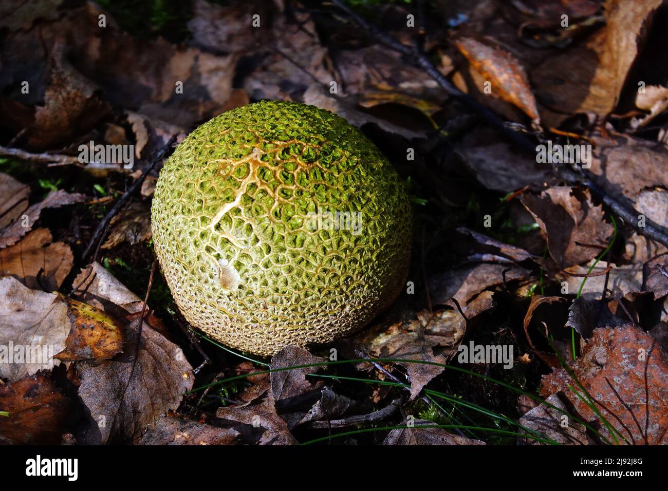 08.10.2021, Dranse, Brandeburgo, Germania - spesse patate bovist che crescono nella foresta su terreno alberato. 00S211008D021CAROEX.JPG [VERSIONE DEL MODELLO: NO, PROPRIETÀ Foto Stock
