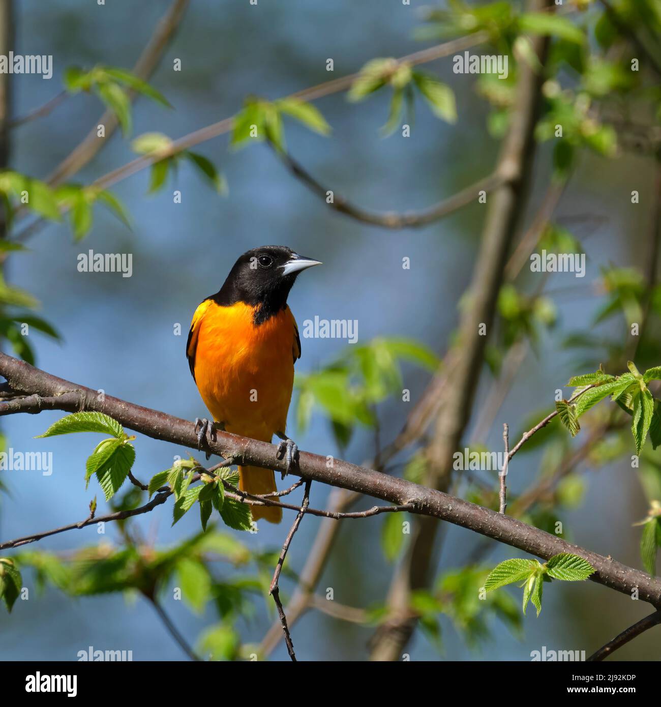 Una bella Baltimore Oriole nera e arancione ferma per un riposo su un ramo durante la migrazione primaverile nell'Ontario meridionale. Foto Stock