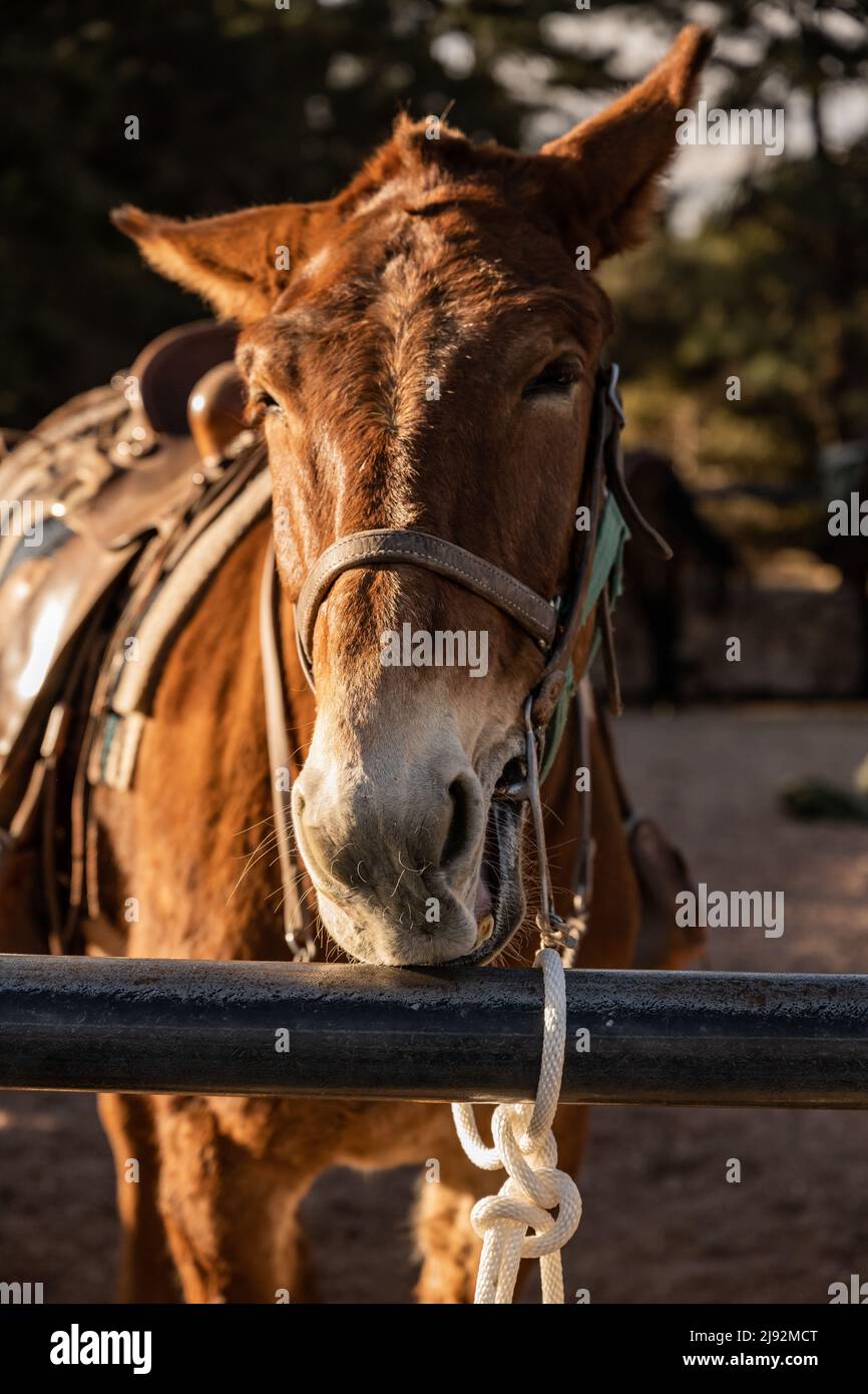 Mule Gnaws sadled su barra metallica di recinto di Corral Foto Stock