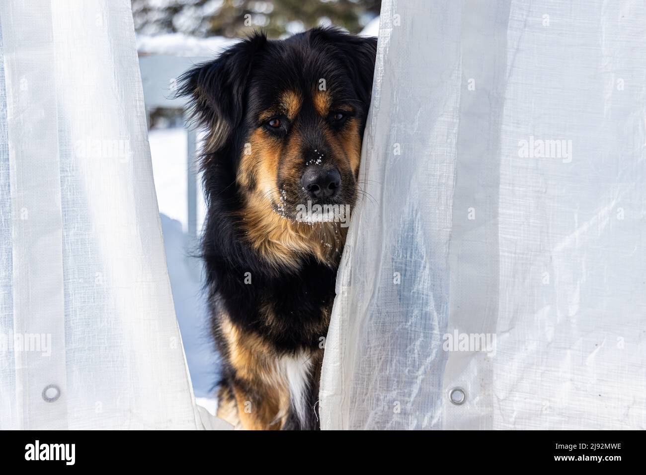 Primo piano vista frontale di un maturo cane di razza Bernese misto, in piedi da drappi sul portico anteriore con neve caduta su muso e spazio per la copia. Foto Stock