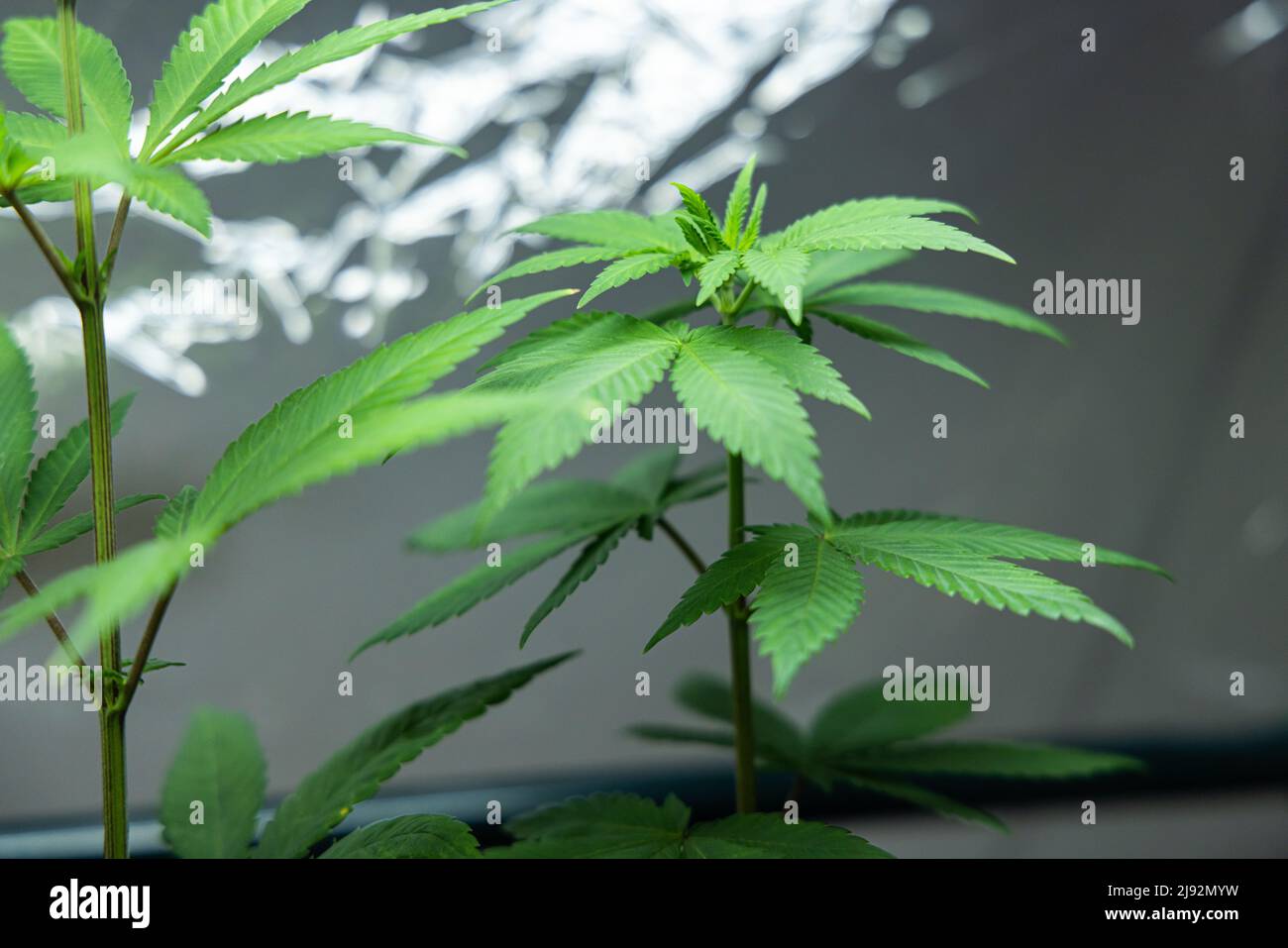 Primo piano focus view selettivo di fogliame verde sano di piante di cannabis che crescono in una grotta con foglie che gettano ombre sul muro sullo sfondo. Foto Stock
