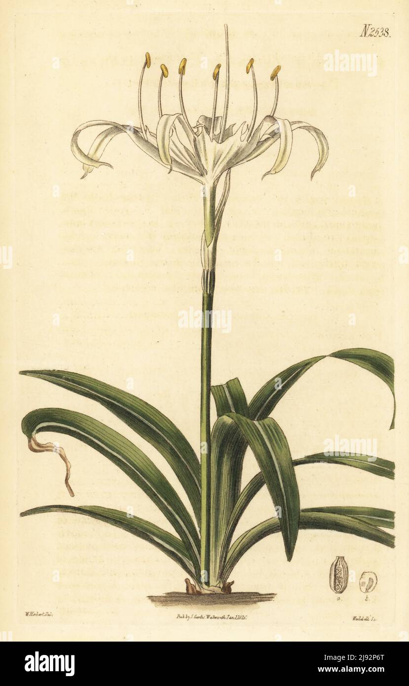 Fiore di pioggia, pancratium a fiore singolo o dafodil di mare, Pancratium zeylanicum. Nativo di Ceylon, Sri Lanka, India, disegnato alla stufa a Spofforth. Incisione in copperplate a mano di Weddell dopo un'illustrazione botanica di William Herbert dal giornale botanico di William Curtis, Samuel Curtis, Londra, 1825. Foto Stock