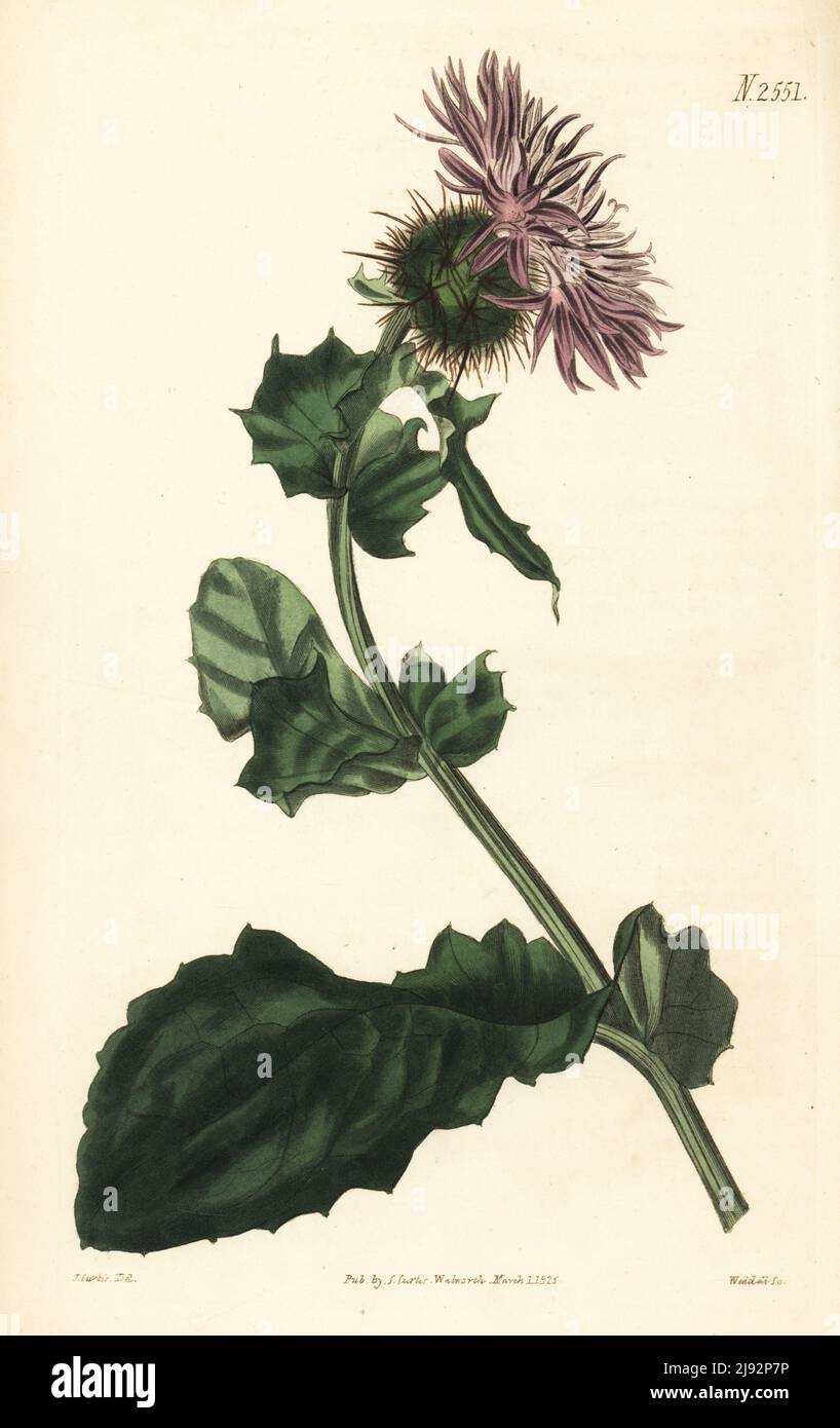 Centauria prickly a testa di globo, Centaurea sphaerocephala. Nativo della penisola iberica, cresciuto nei giardini botanici di Chelsea da semi ricevuti da William Anderson. Incisione in copperplate a mano di Weddell dopo un'illustrazione botanica di John Curtis dal giornale botanico di William Curtis, Samuel Curtis, Londra, 1825. Foto Stock