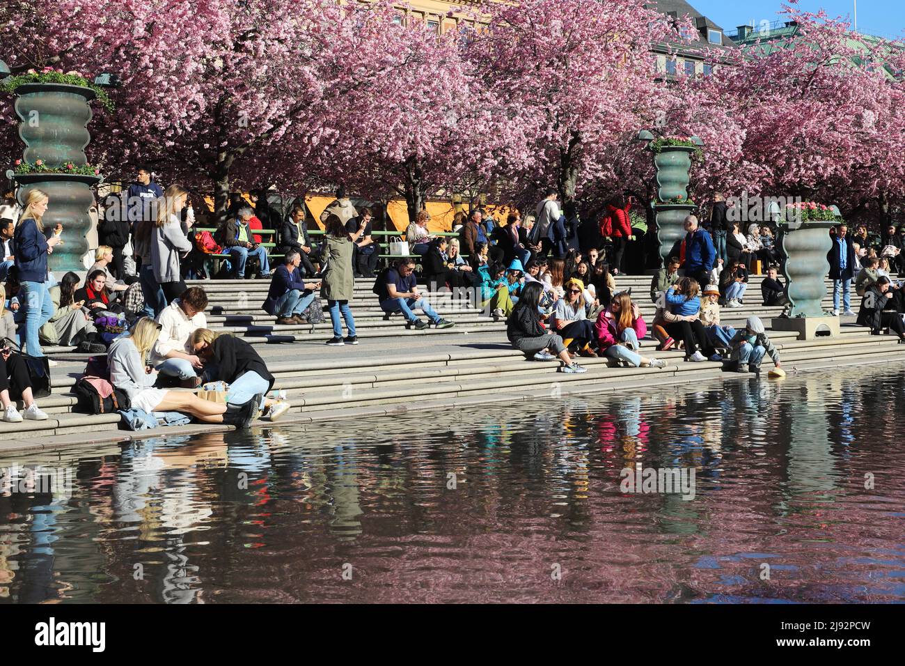 Stoccolma, Svezia - 21 aprile 2022: Primavera nel parco di Kungstradgarden con persone che si godono la fioritura dei ciliegi giapponesi. Foto Stock