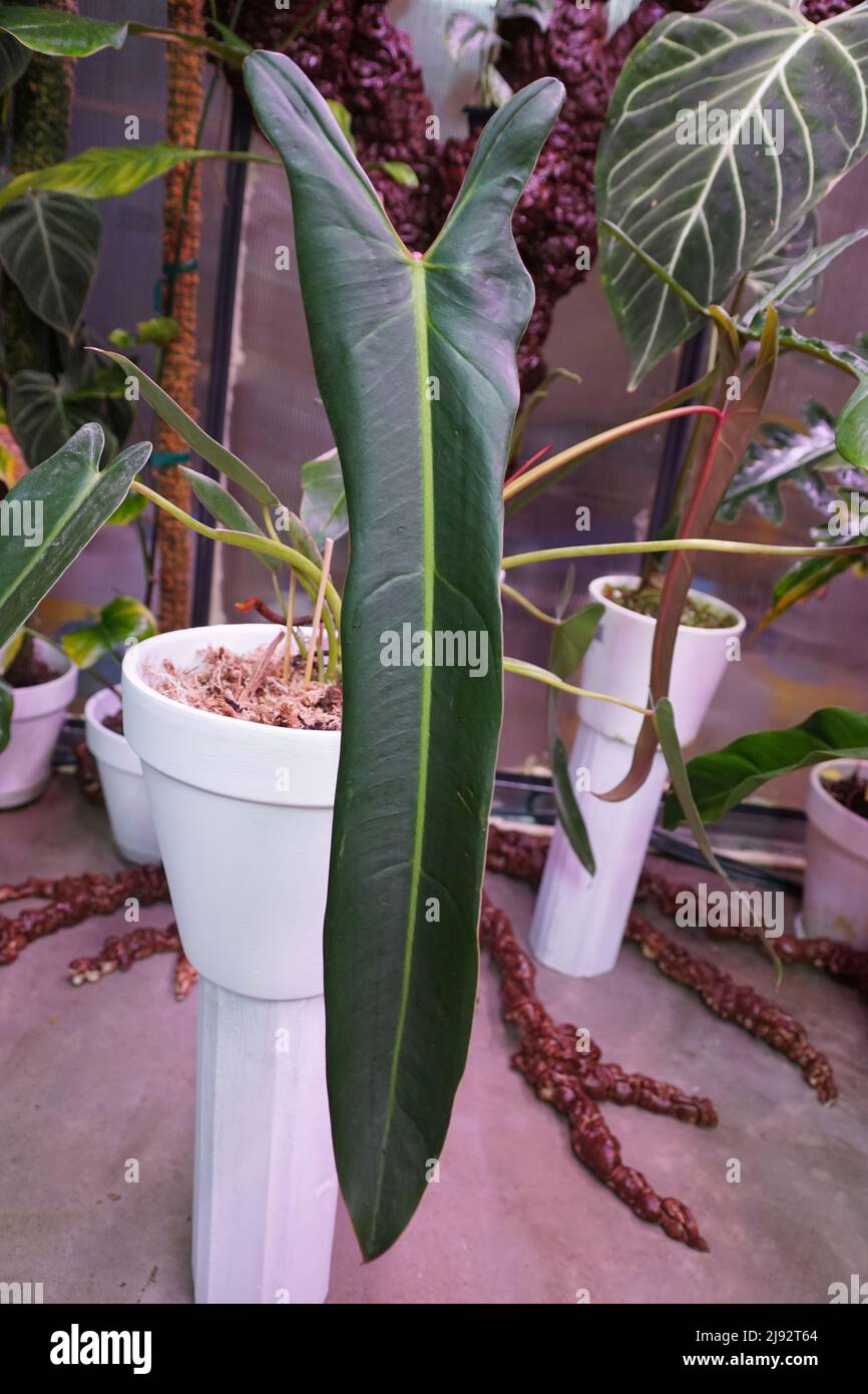 Una lunga foglia di Philodendron Spiritus Sancti, una delle piante tropicali più ardue e costose del mondo Foto Stock