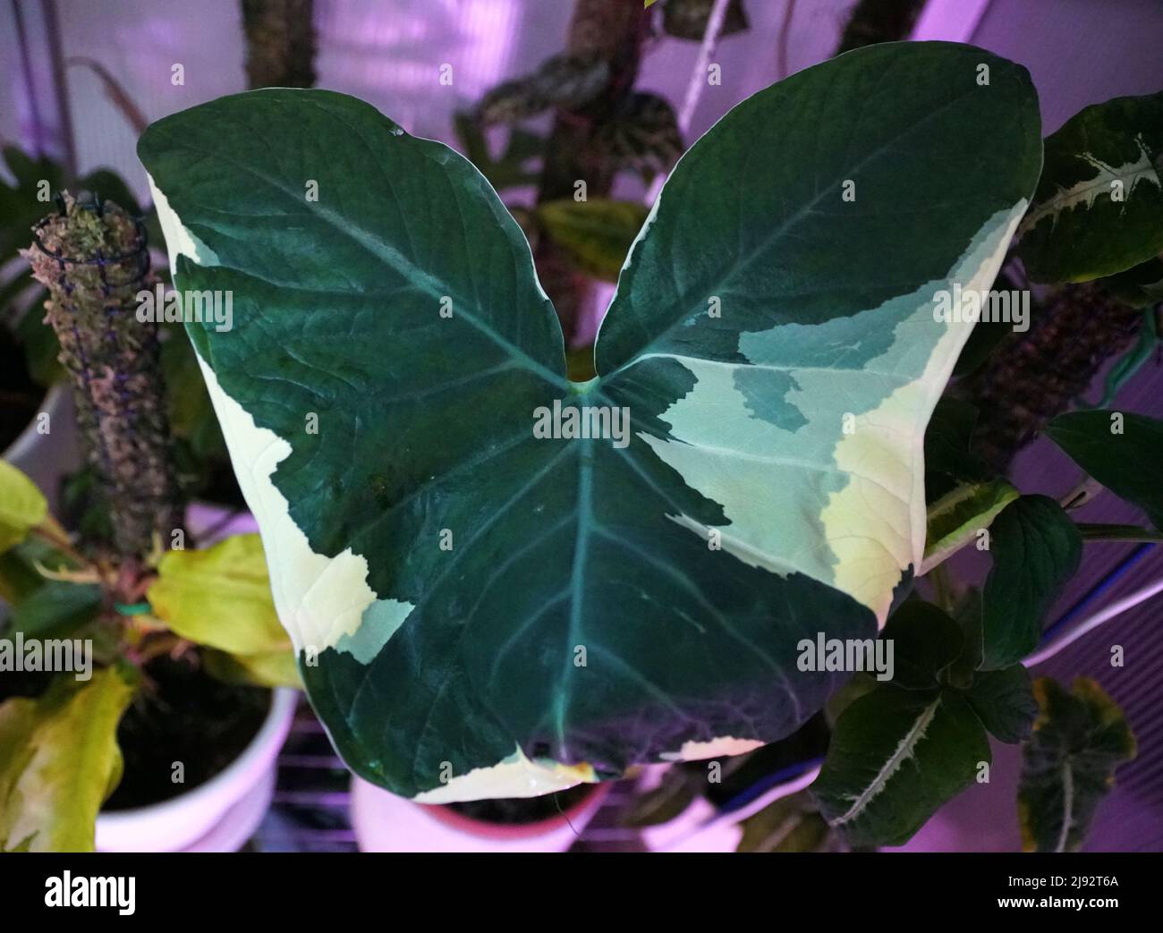 Bella foglia variegata bianca e verde di Alocasia Xanthosoma Foto Stock
