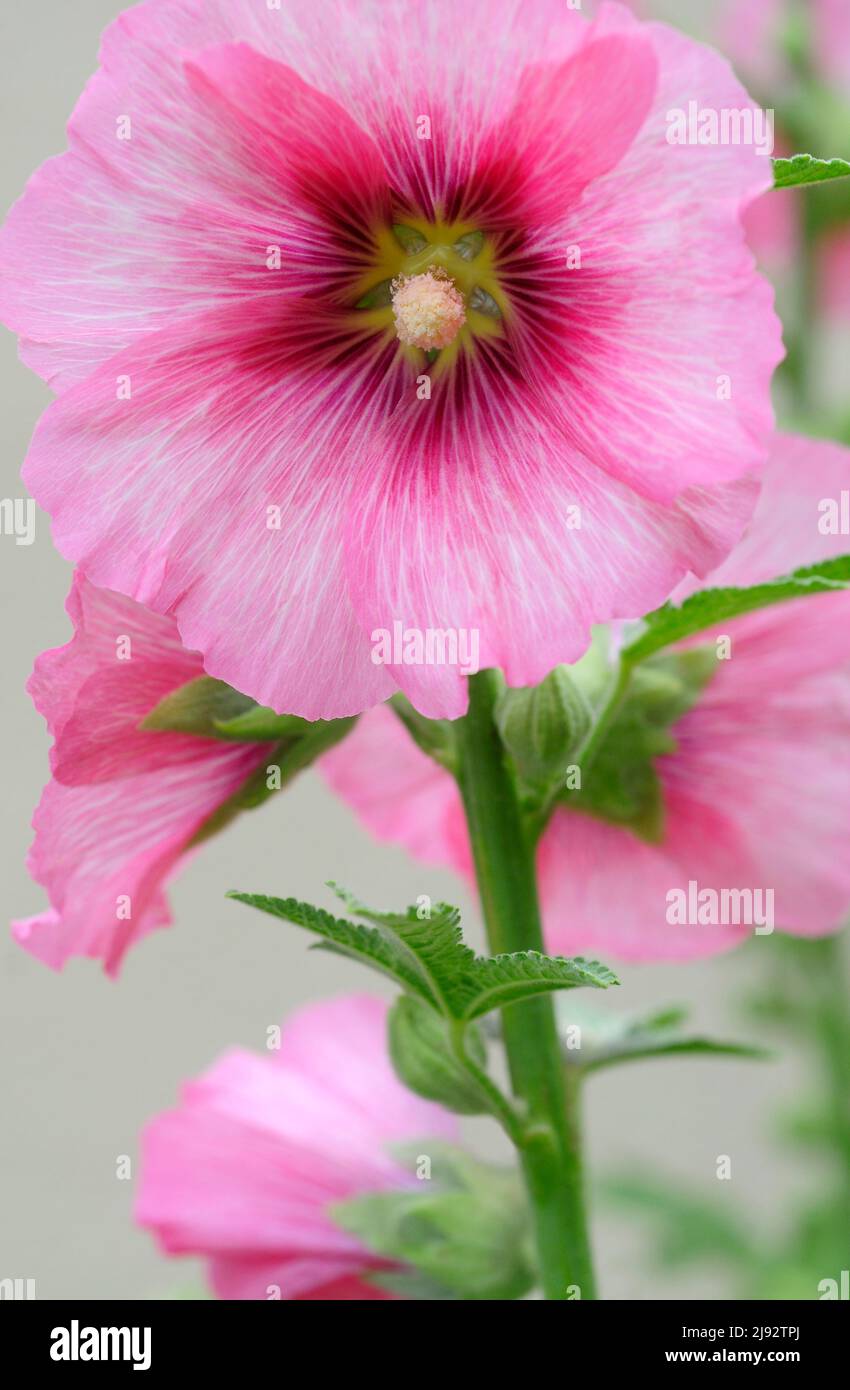 Hollyhock fiori Foto Stock