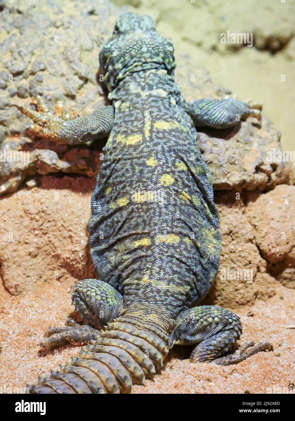 Ornate Spiny coda Lizard chiamato anche come Ornata Uromastyx o ornate mastigure Foto Stock