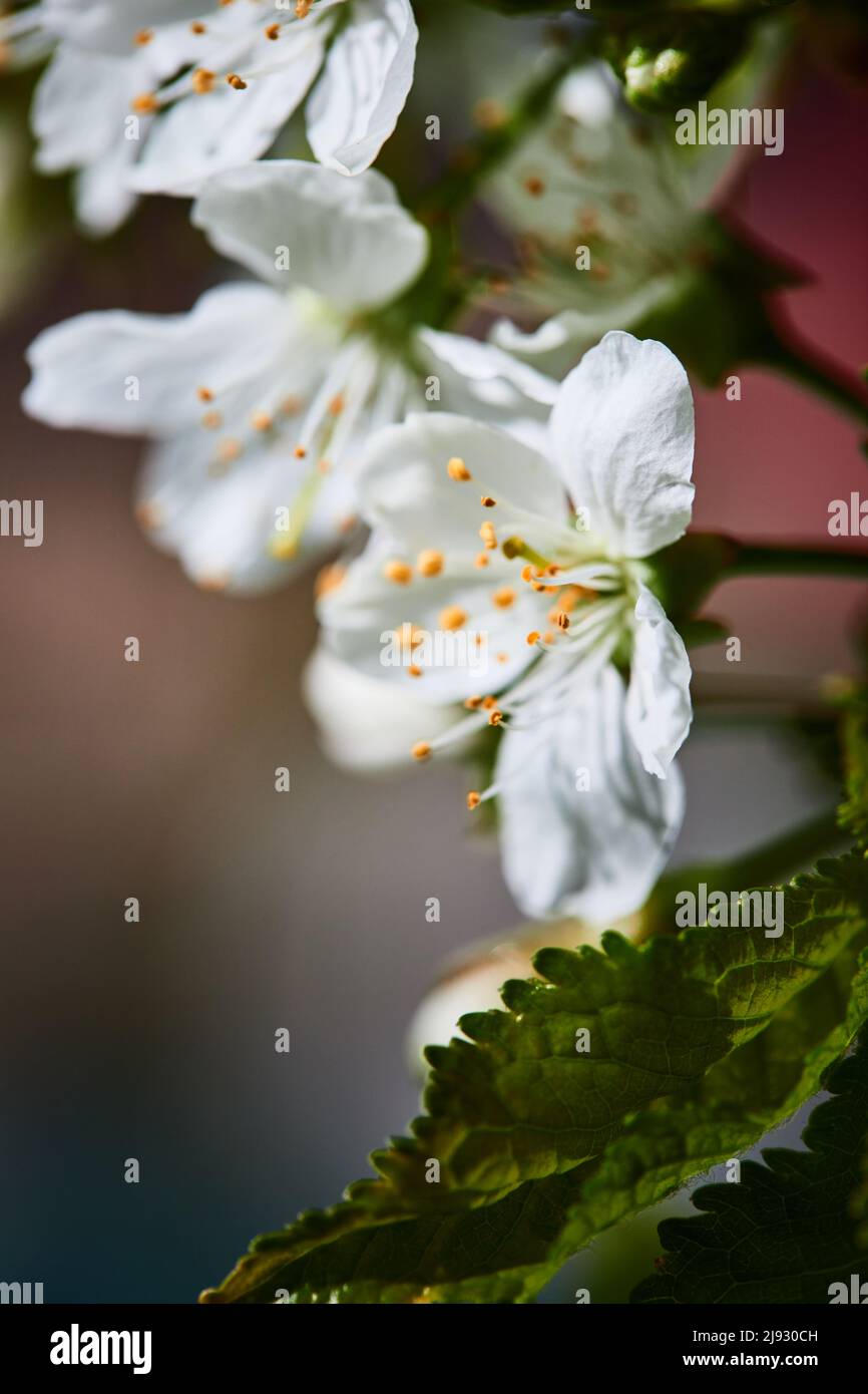Fiori di ciliegio in giardino in primavera. Il concetto di primavera, la natura che si anima, i fiori e l'amore. Foto verticale. Foto Stock