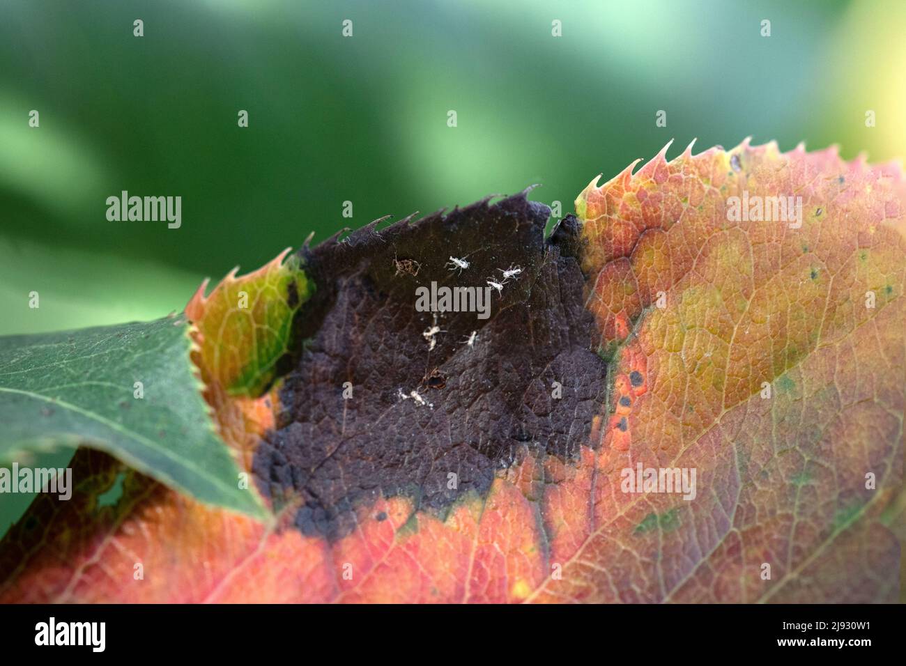 Sintomi di danno delle foglie da Aphis gossypii, primo piano. Foglie di pianta danneggiate. Messa a fuoco selettiva Foto Stock