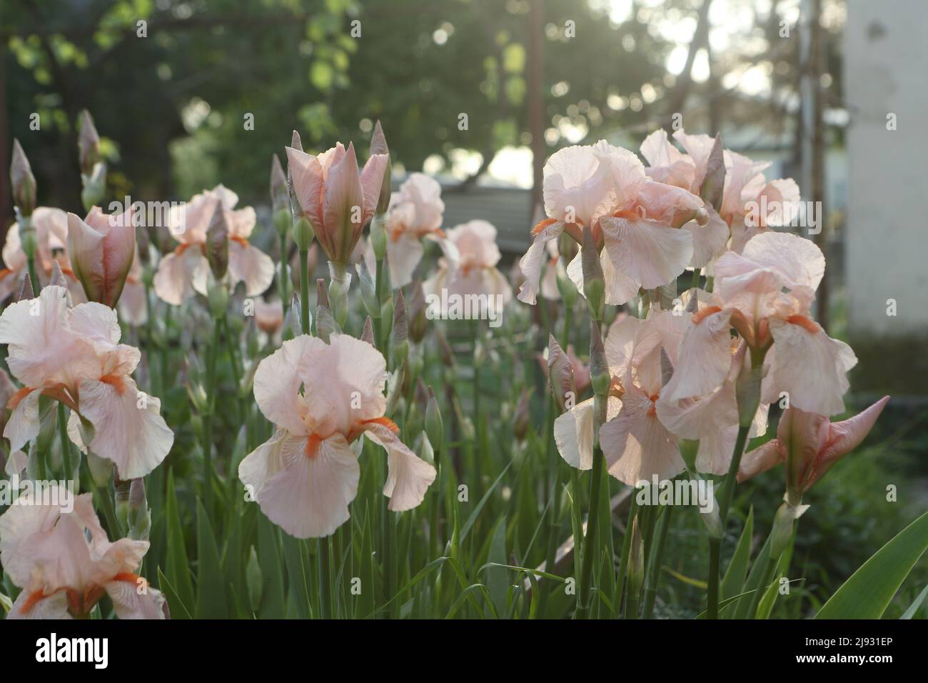 Iris imperatore tedesco (lat. Iris germanica Imperator) Foto Stock