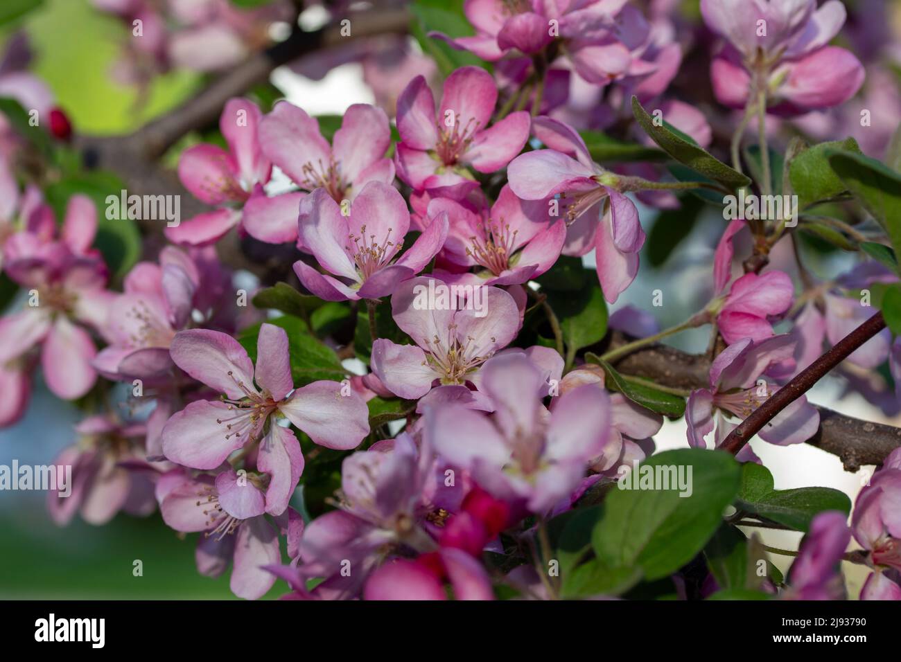 Macro vista astratta di bellissimi fiori e germogli di alberi di mela rosa e bianco in primavera, con sfondo blu cielo Foto Stock