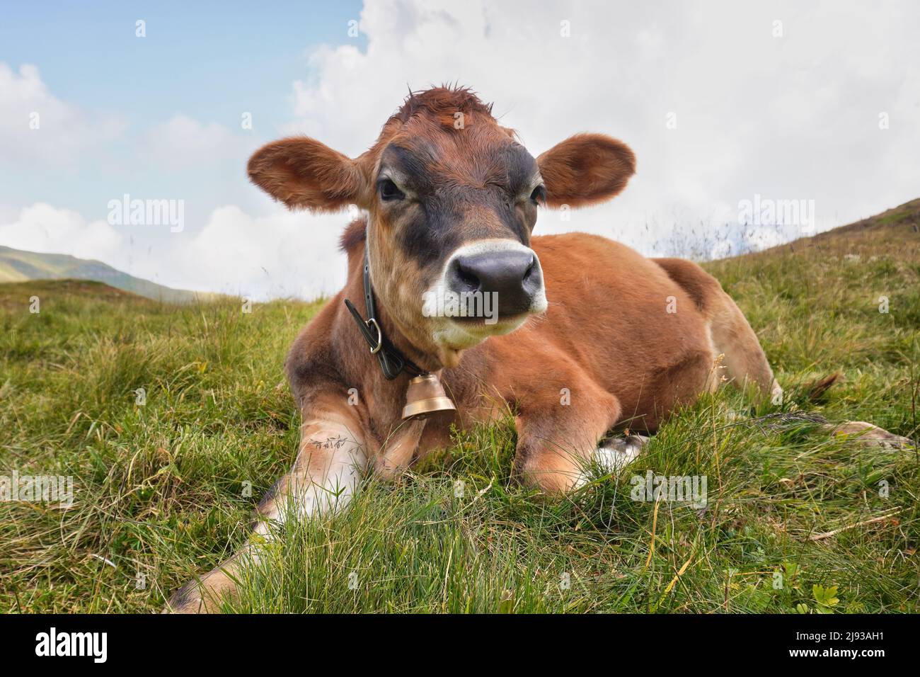 Vitello sul prato alpino. Vacca giovane nelle Alpi. Foto Stock