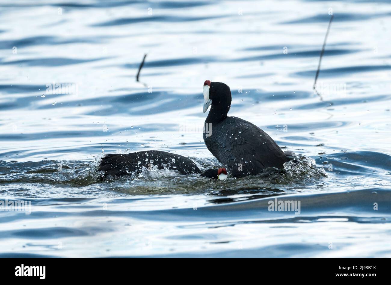 Cinguettio rosso o cinguettio crestato (Fulica cristata) uccelli selvatici che mostrano un comportamento territoriale aggressivo primo piano a Città del Capo, Sud Africa Foto Stock