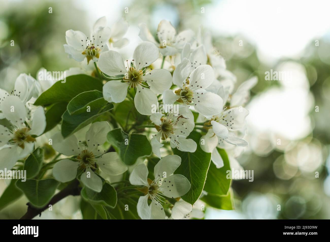 Fiore di branca. Fiore primo piano. Foto Stock