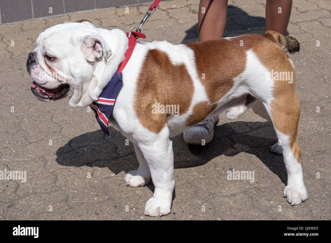 Vista laterale di un Bulldog inglese bianco e marrone con una sciarpa bandiera Union Jack intorno al collo. Foto Stock