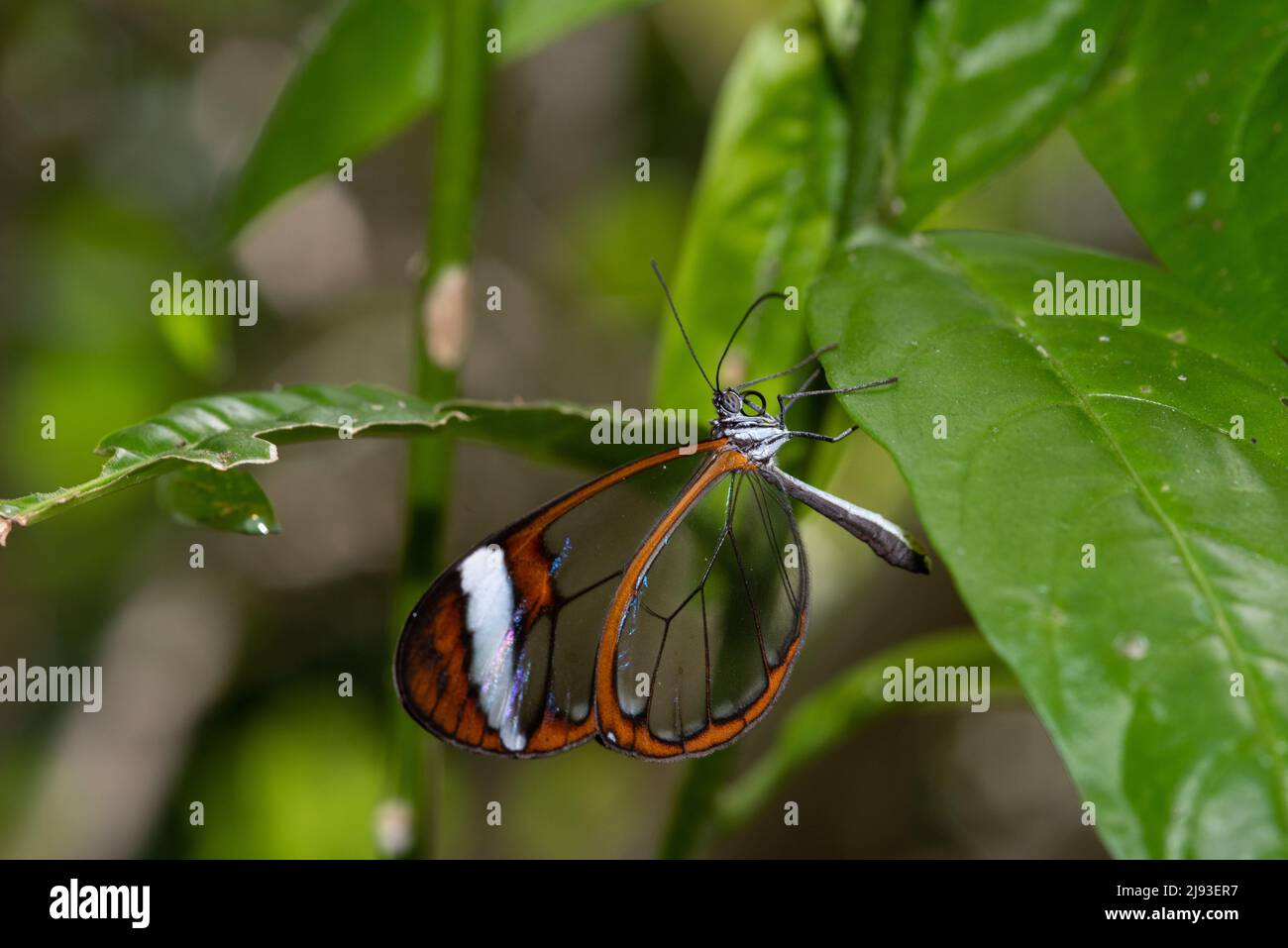 La farfalla Glasswing sedette su una foglia verde. Foto Stock