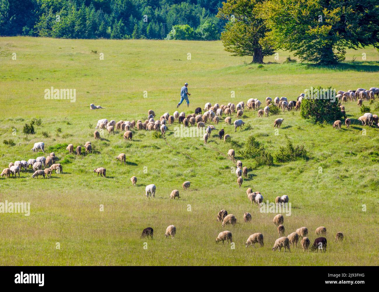 Pastore con il suo gregge di pecore vicino a Jezerce, Contea di Lika-Senj, Croazia. Foto Stock