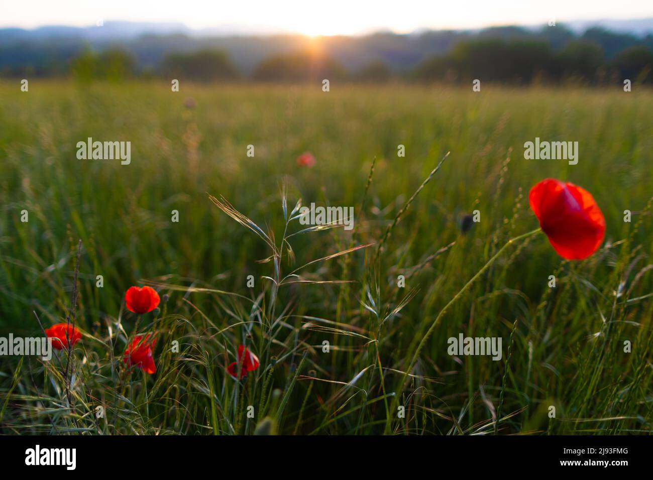 Papavero comune, papavero di mais, rosa di mais, papavero di campo, papavero delle Fiandre, O papavero rosso (Papaver roeas) all'alba (primavera, paesaggio) Foto Stock