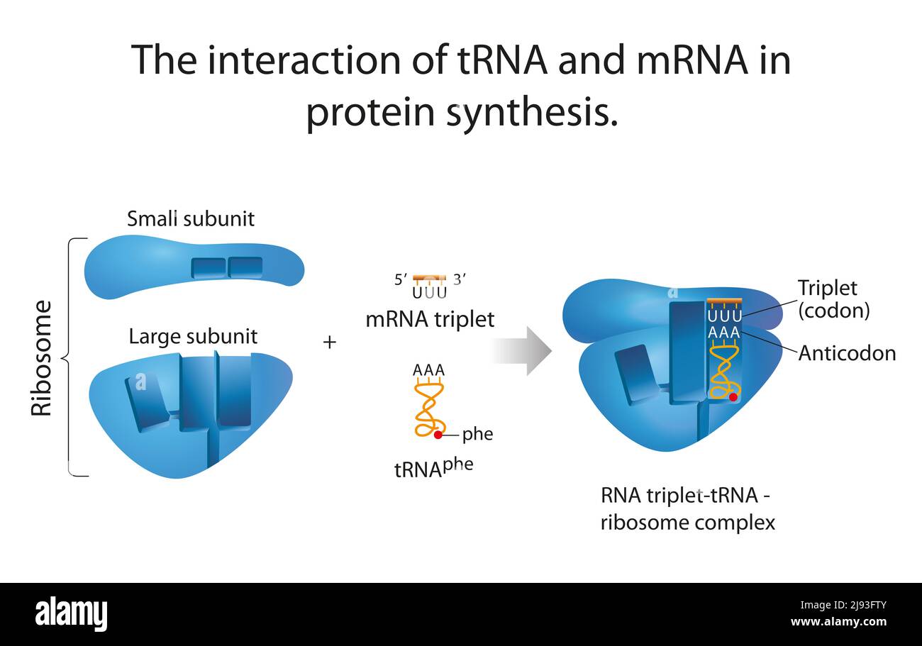 L'interazione di tRNA e mRNA nella sintesi proteica Foto Stock