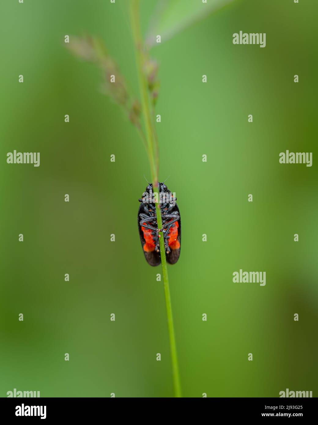 Blister Beetle primo piano su sfondo verde sfocato Foto Stock