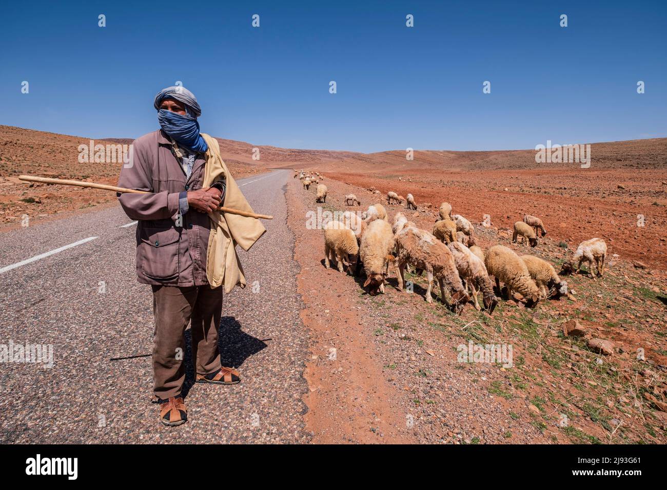 pastore con il suo gregge vicino a Taliouine, marocco, africa Foto Stock