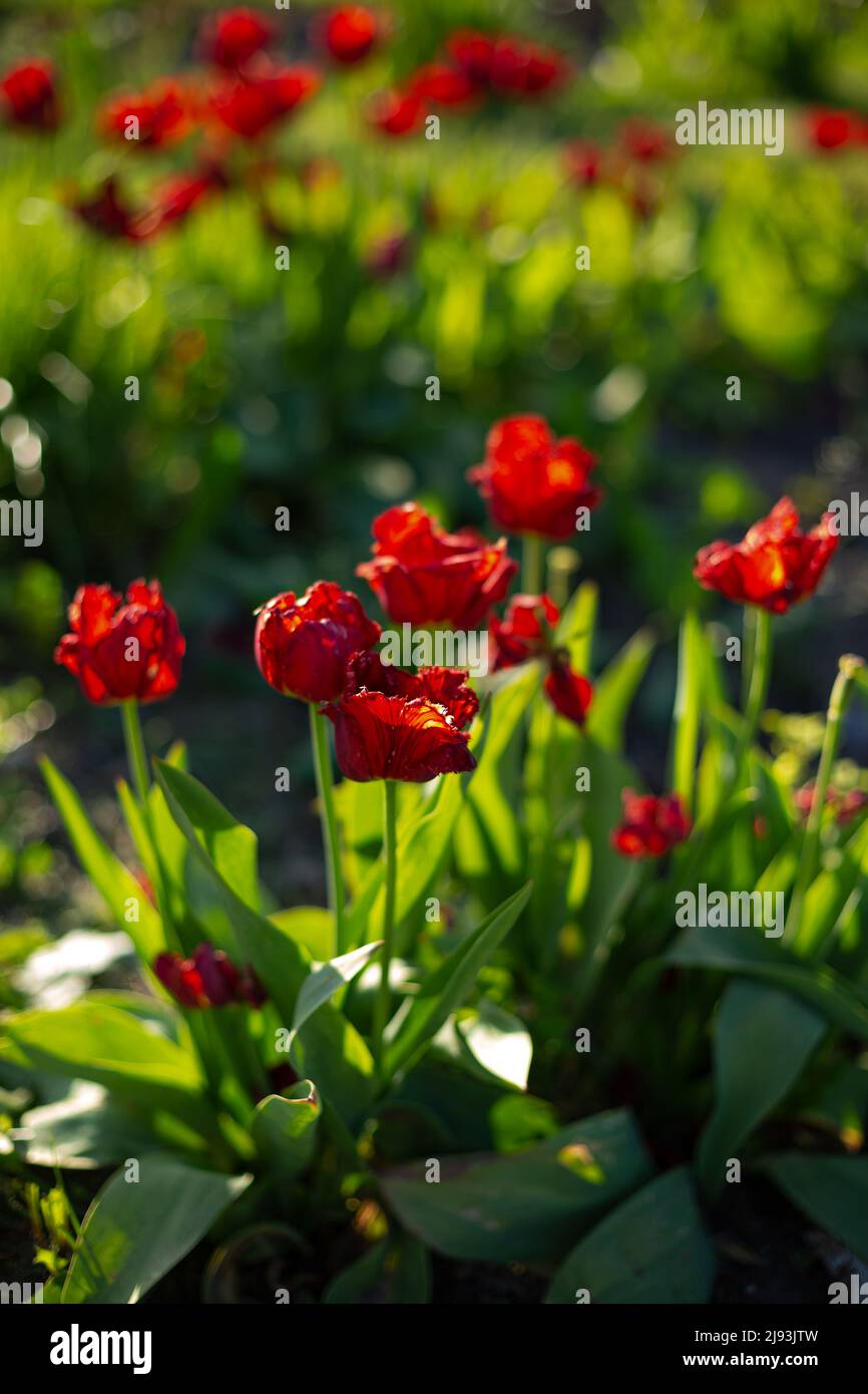 Natura sfondo rosso tulipani campo estate pianta giardinaggio Foto Stock