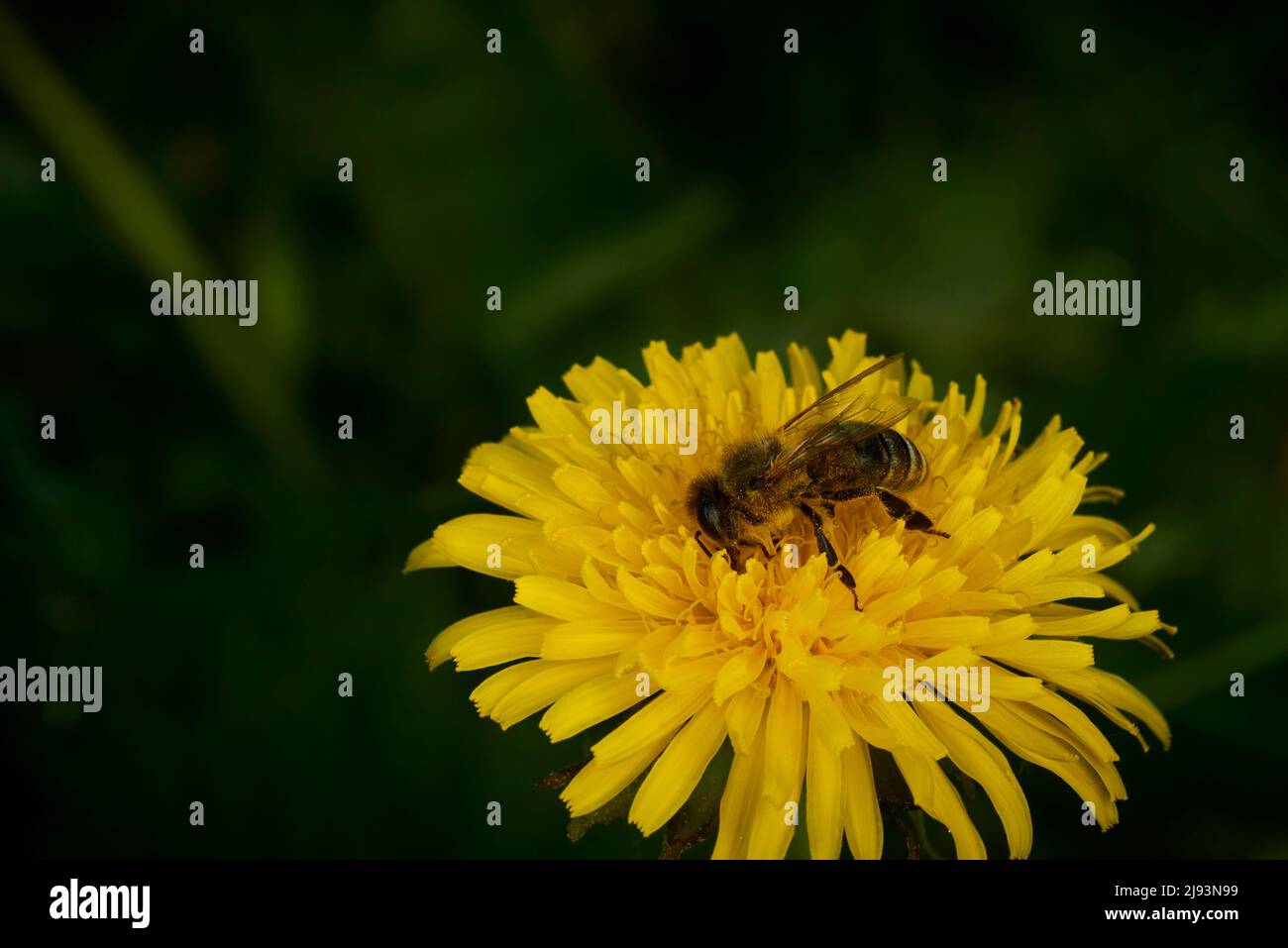 Macrofo di un'ape di miele (Apis mellifera) che raccoglie polline da un dente di leone (Taraxacum) Foto Stock