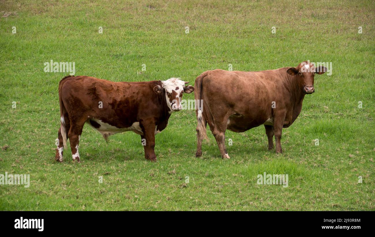 Vacca marrone con la sua prole di 16 mesi, quasi completamente cresciuto bullock in paddock fattoria nel Queensland, Australia. Entrambi guardano la fotocamera. Foto Stock