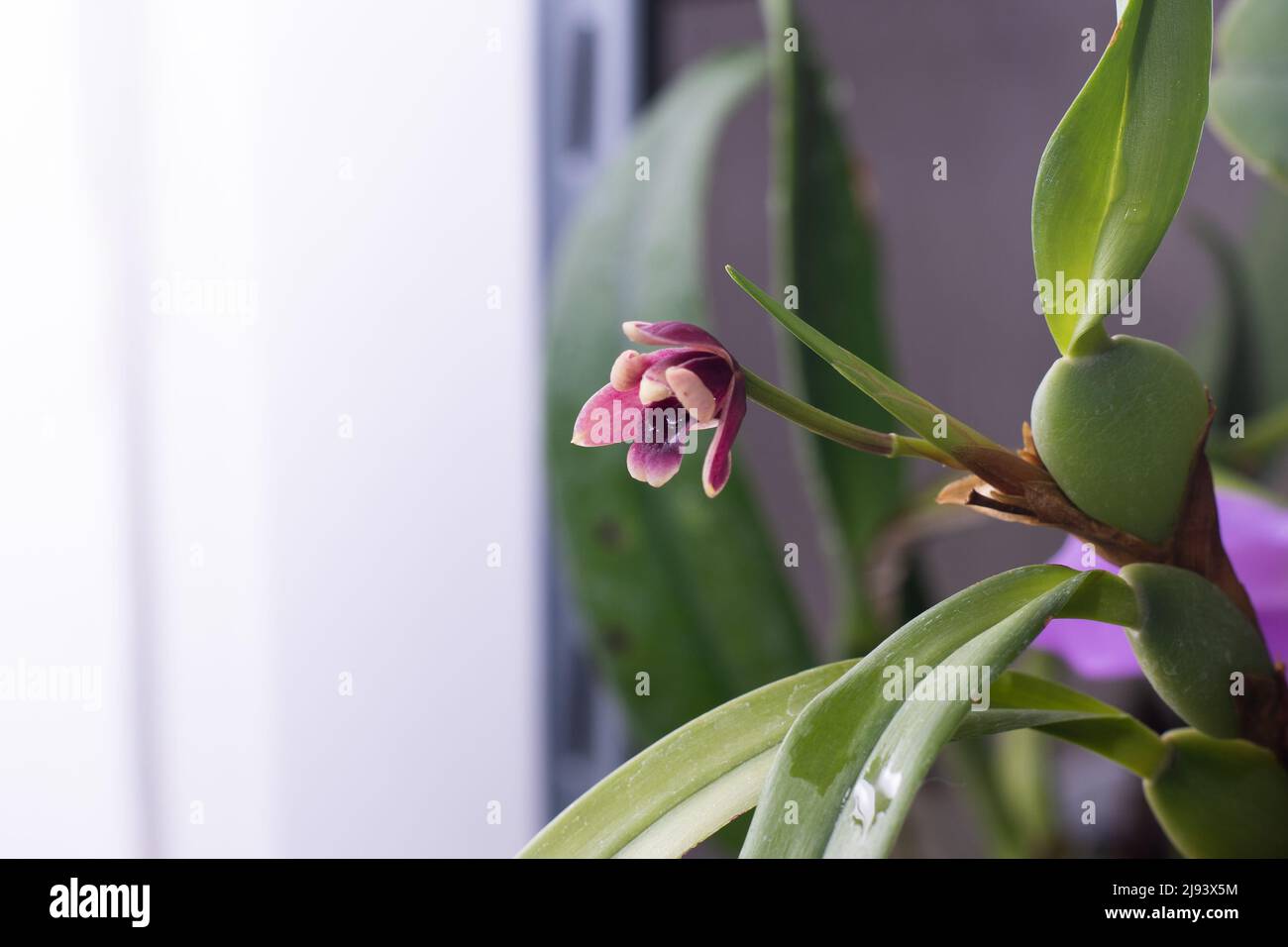 Mini orchidea rosa, viola giallo. Nana di piccole dimensioni. Orchidee fiore germoglio. Varietà rara macchiata multicolore. Foto Stock