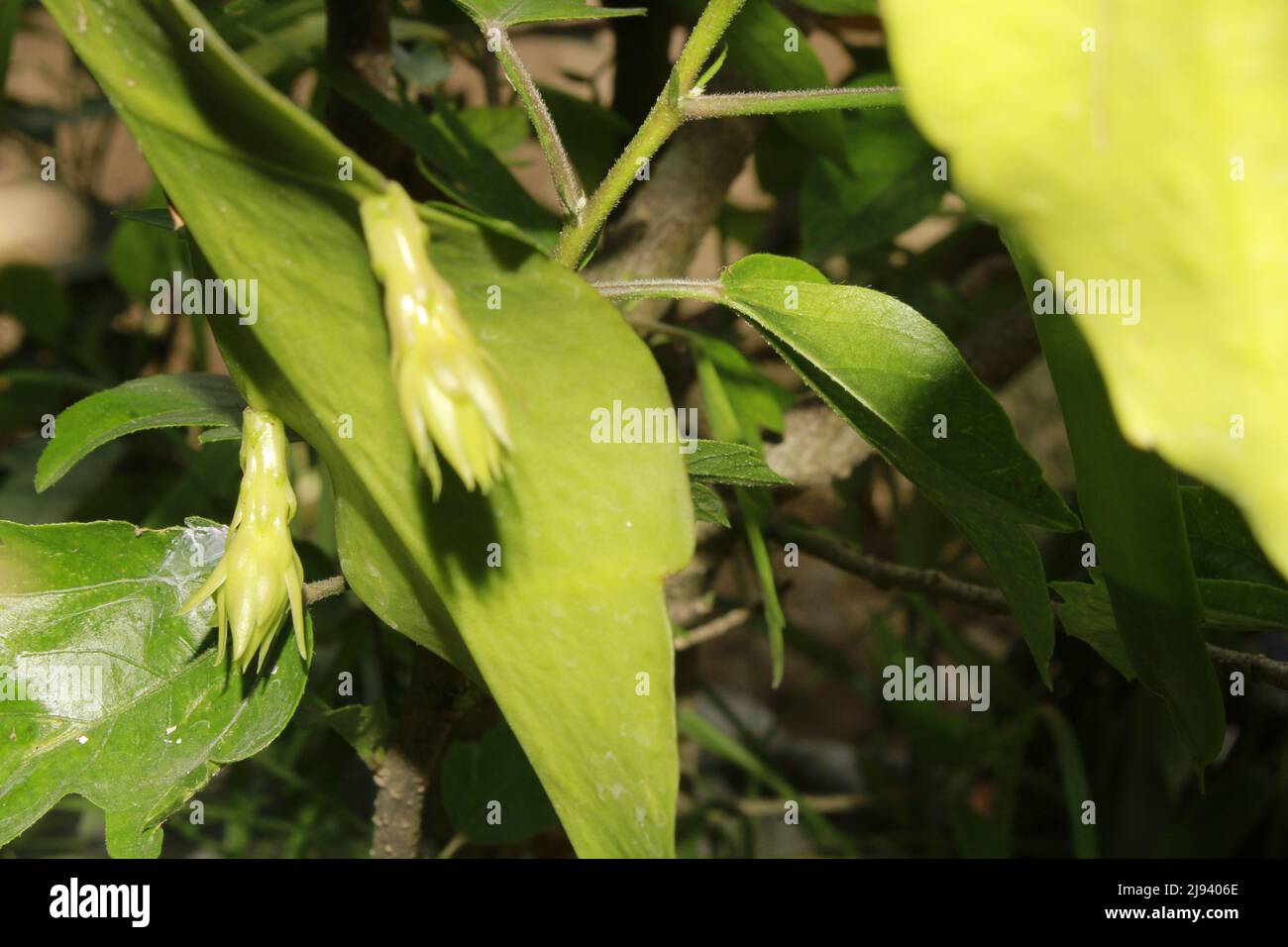 Fioritura della principessa della notte, regina della notte o cactus pipa dell'olandese (Epiphyllum oxipetalum). Bramha fiore kamal Foto Stock