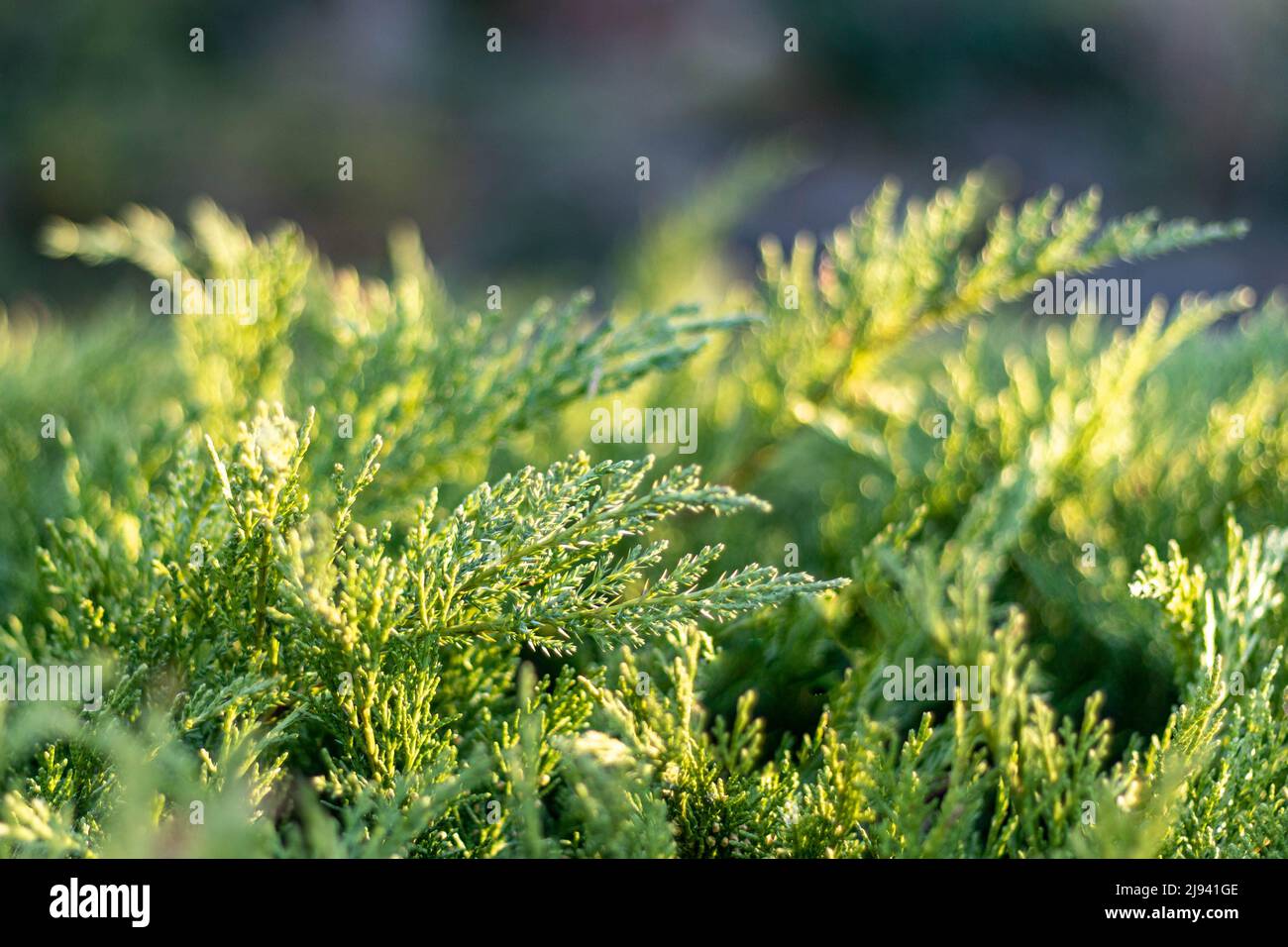 verde conifere in luce solare, primo piano e fuoco selettivo Foto Stock