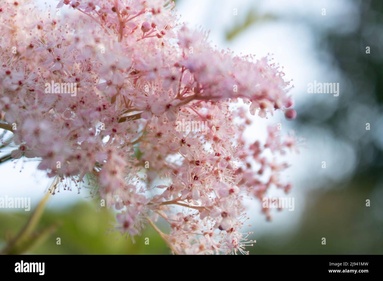 Primo piano di tamarisco francese fiorito rosa (Tamarix gallica) su sfondo bokeh verde Foto Stock