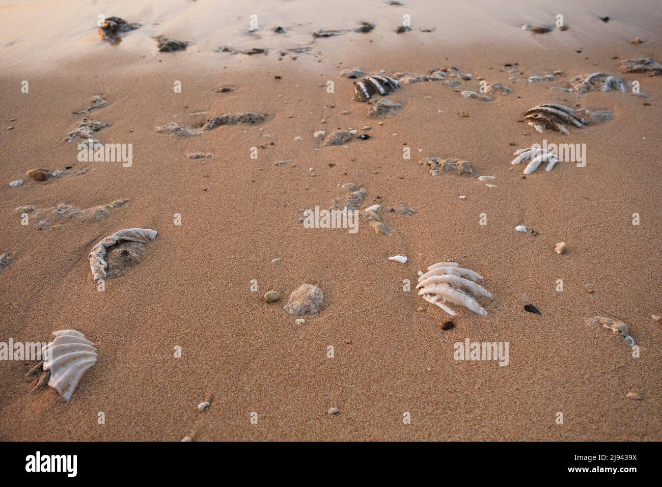 Conchiglia di tridacna fossilizzata su una spiaggia di sabbia corallina nella zona surf. Mar Rosso, Egitto Foto Stock