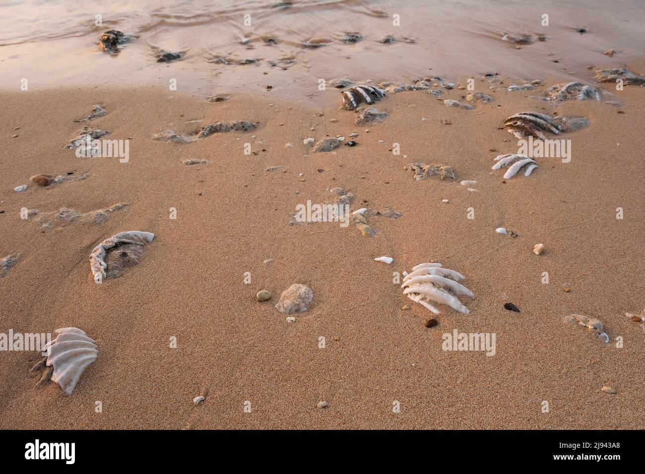 Conchiglia di tridacna fossilizzata su una spiaggia di sabbia corallina nella zona surf. Mar Rosso, Egitto Foto Stock