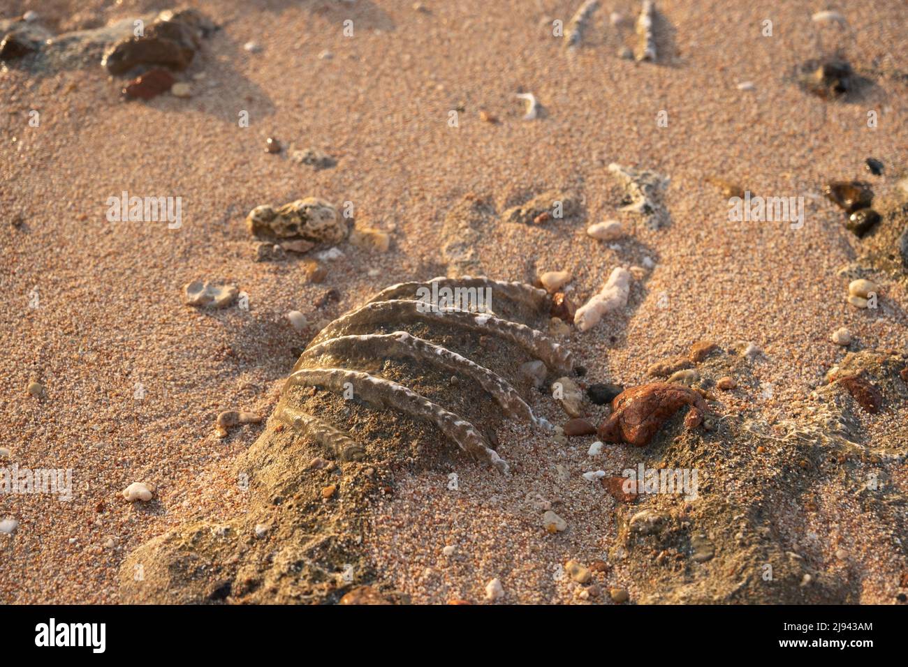 Primo piano della conchiglia fossilizzata di tridacna su una spiaggia di sabbia corallina nella zona surf. Mar Rosso, Egitto Foto Stock