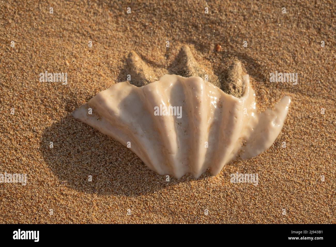 Primo piano della conchiglia fossilizzata di tridacna su una spiaggia di sabbia corallina nella zona surf. Mar Rosso, Egitto Foto Stock