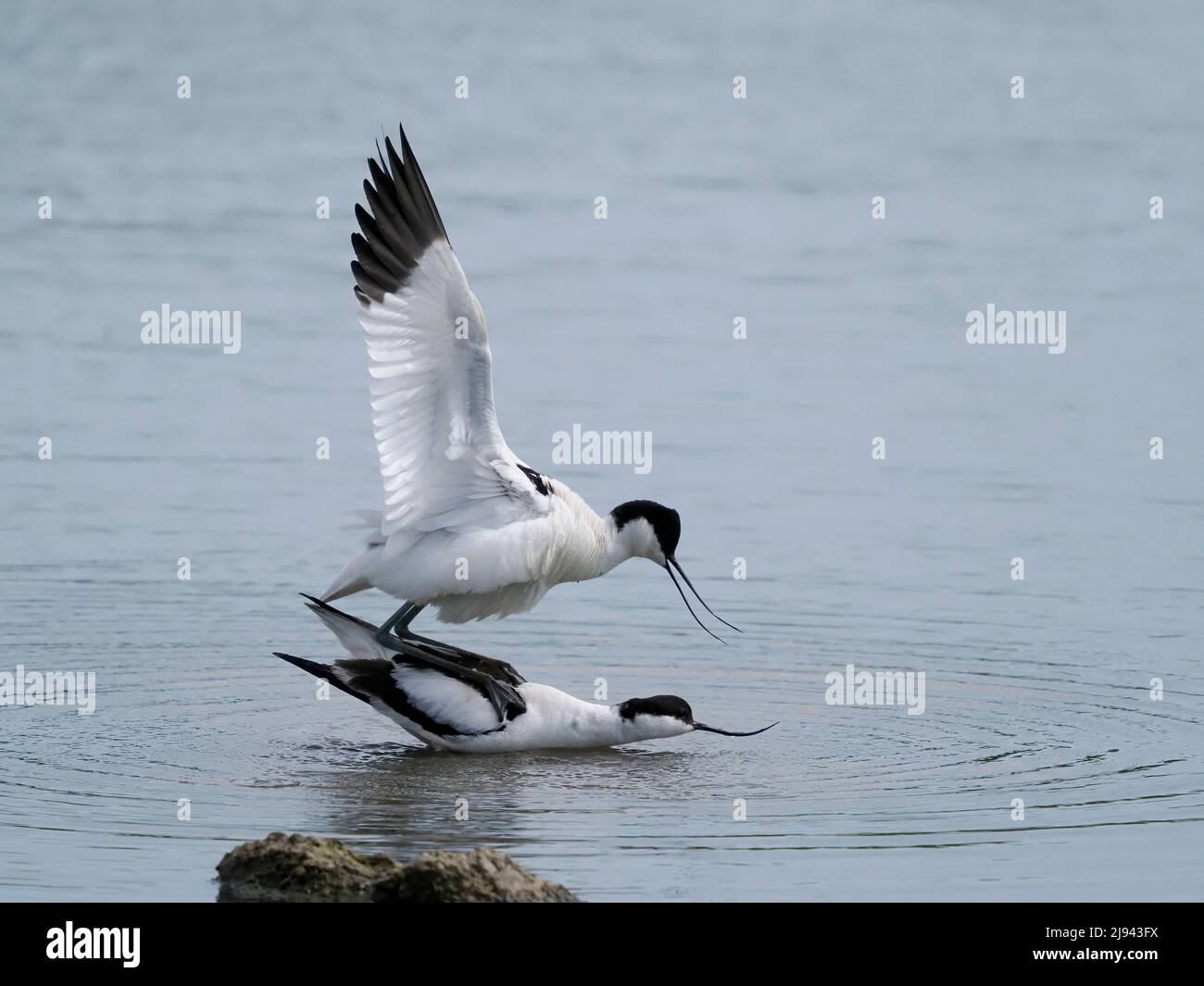 Avocet, Recurvirostra avosetta, coppia di uccelli di accoppiamento, Gloucestershire, maggio 2022 Foto Stock