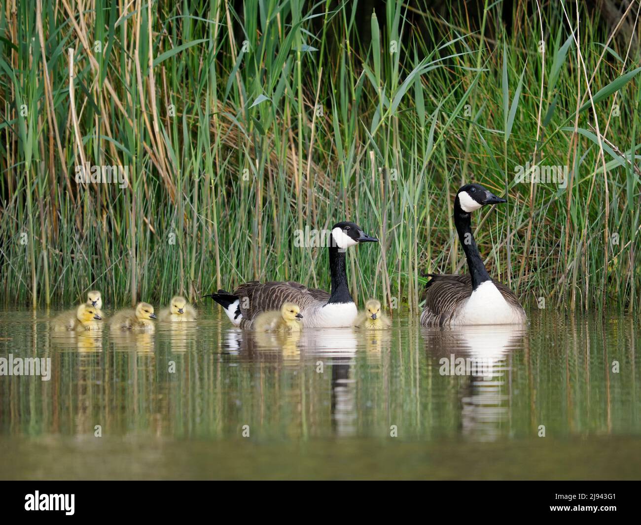 Canada oca, Branta canadensis, famiglia di uccelli con giovani dibatti, Warwickshire, maggio 2022 Foto Stock