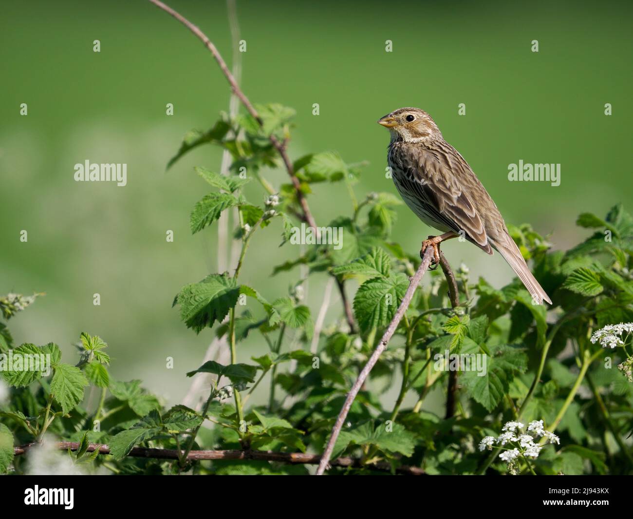 Raccolta di mais, Emberiza calandra, uccello unico sul ramo, Wiltshire, maggio 2022 Foto Stock